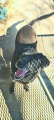 A happy dog playing in a sunny Spanish shelter yard.