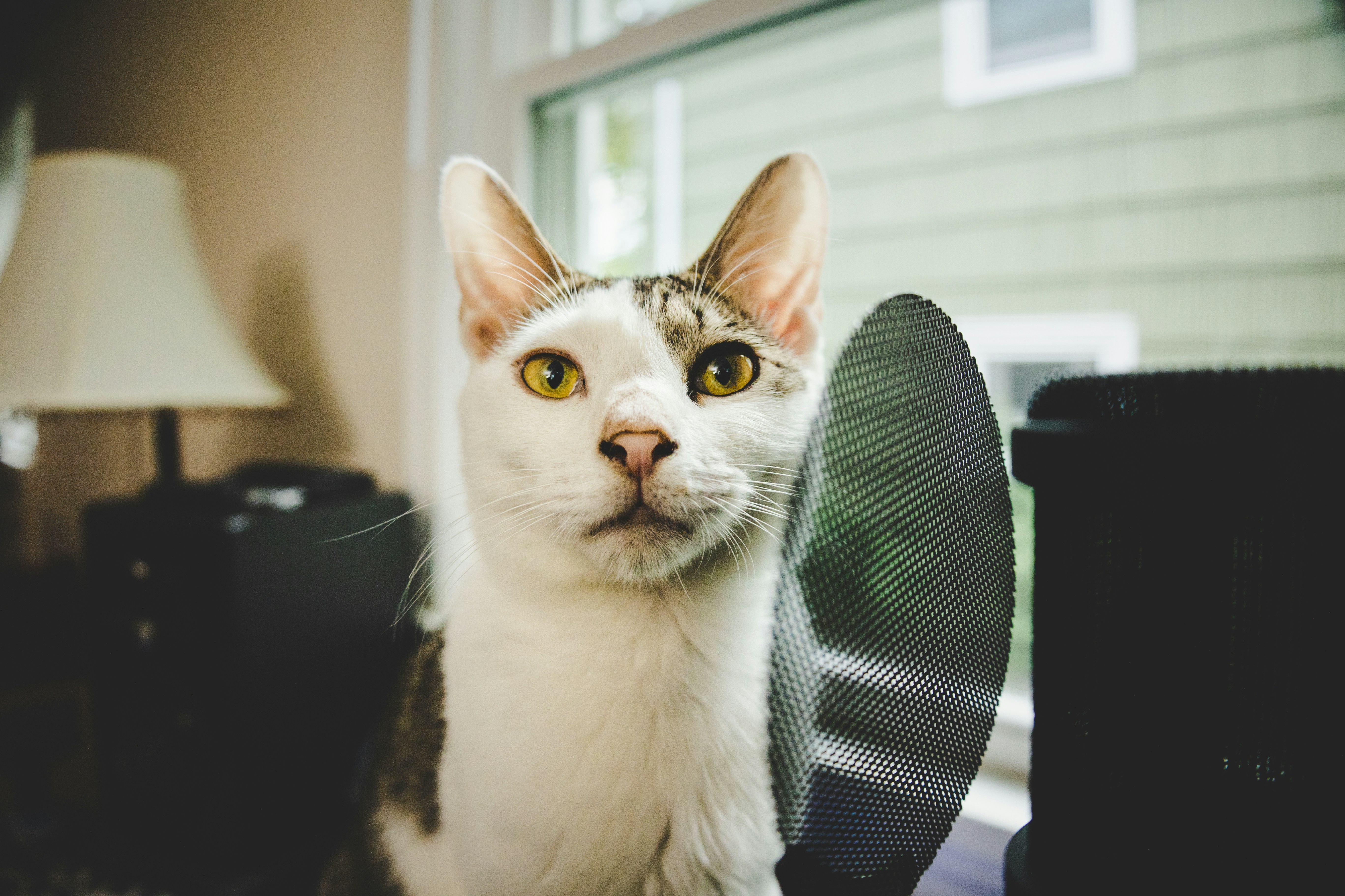 white and black cat on black chair