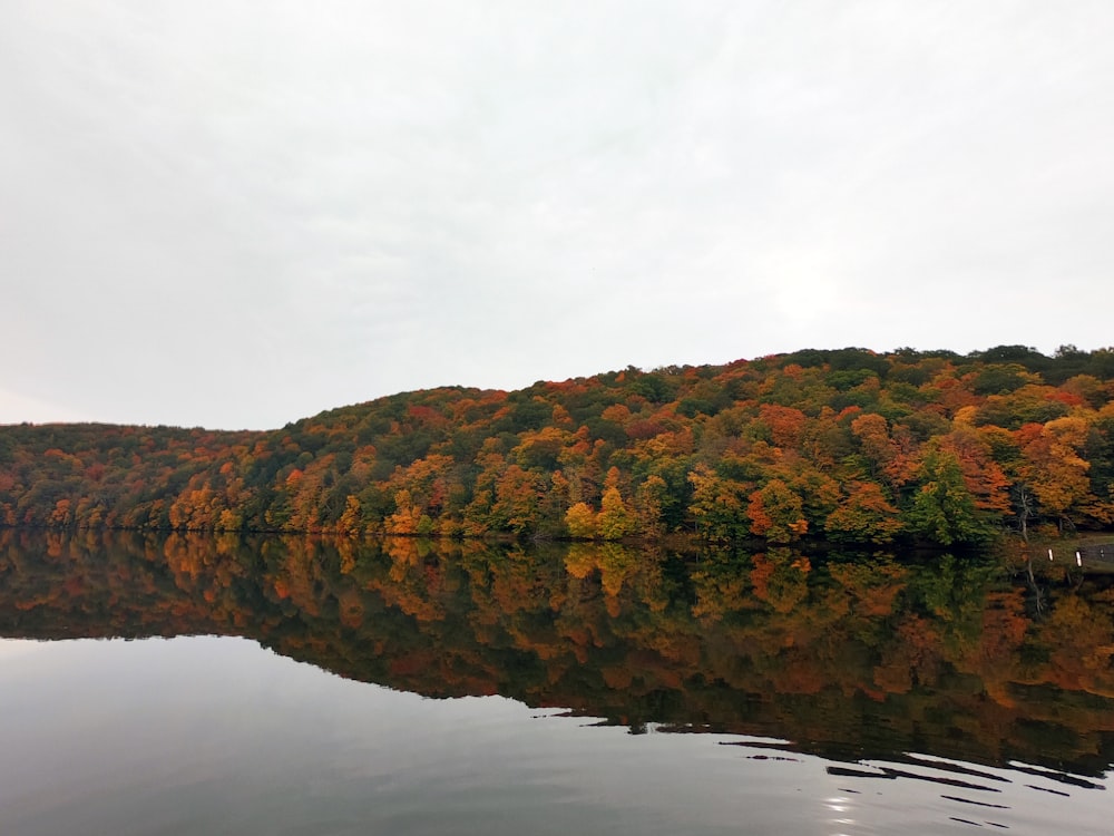 brown and green trees beside body of water during daytime