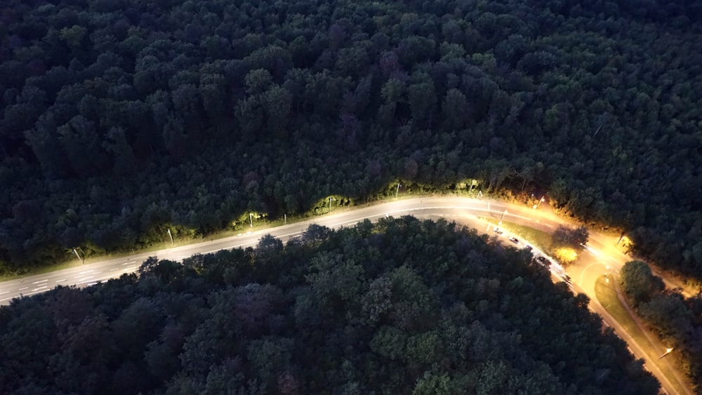 aerial view of road between trees