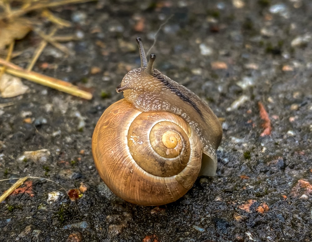 brown snail on black and white surface