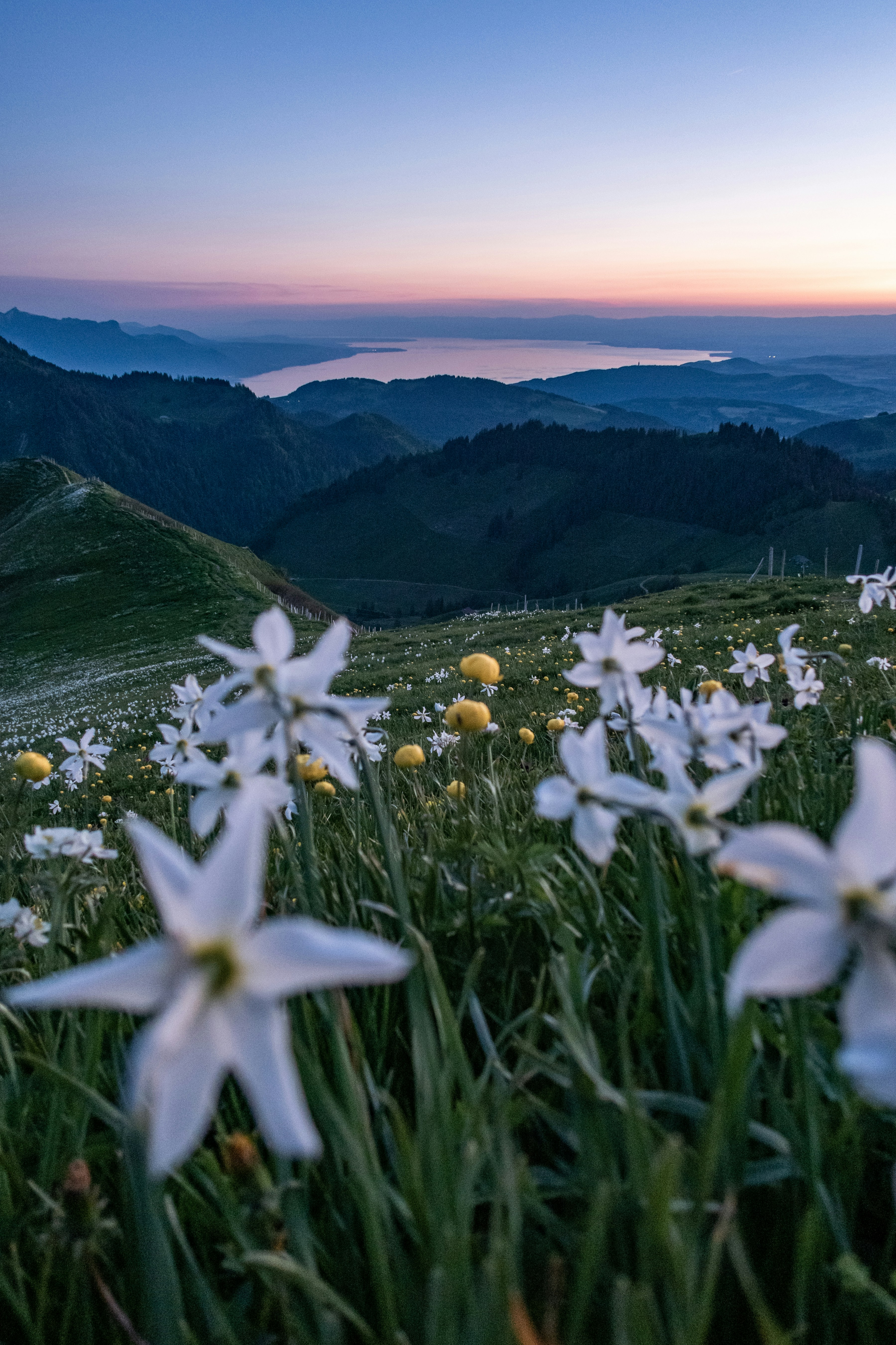 white flowers on green grass field during daytime
