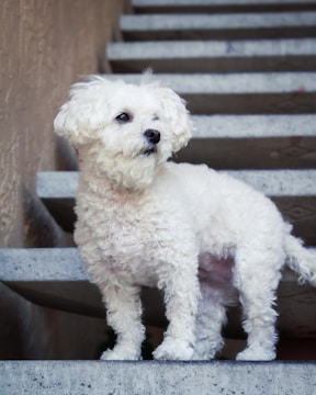 fluffy white maltipoo puppy standing on a stirs
