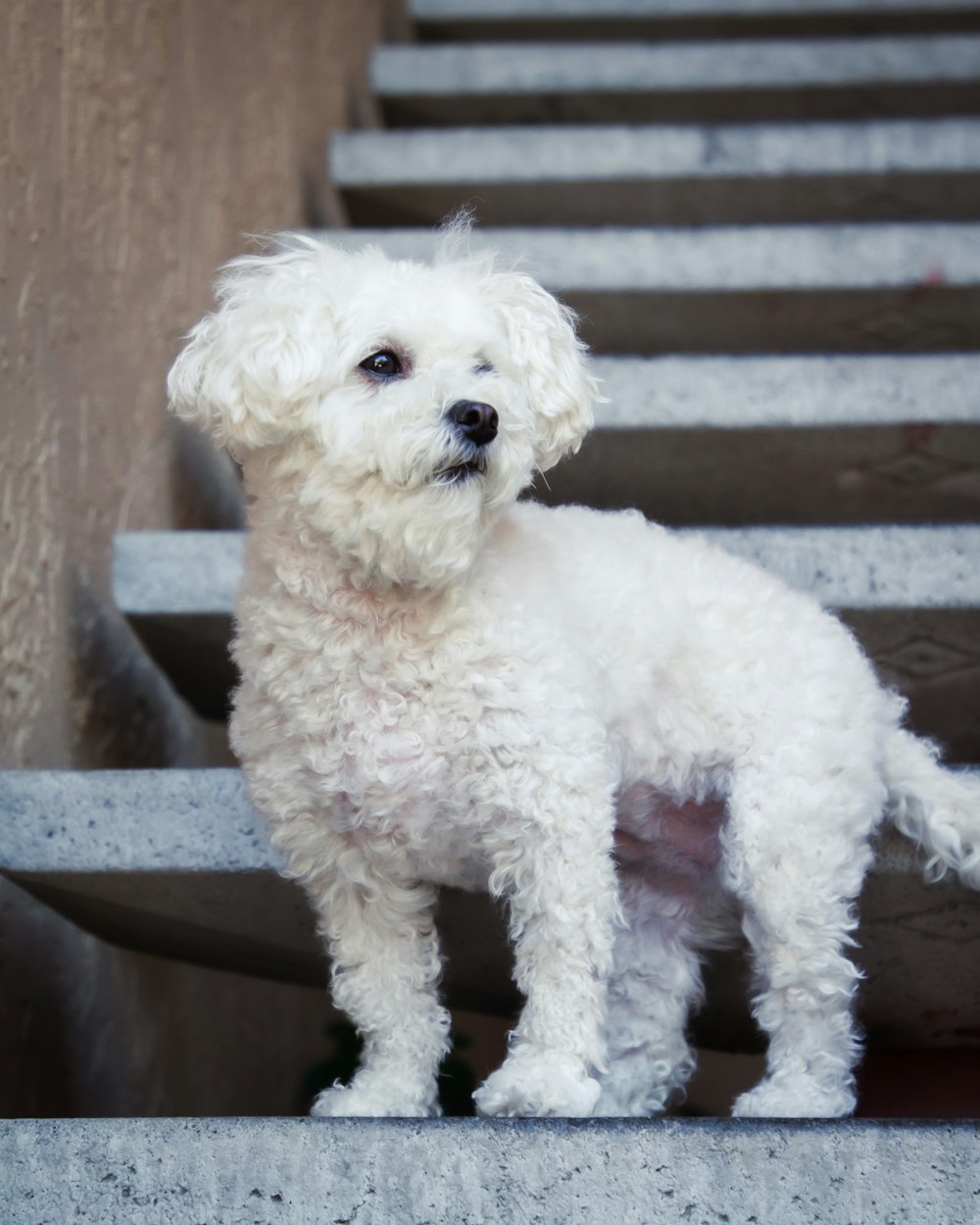 茶色の木製のベンチに白いプードルの子犬