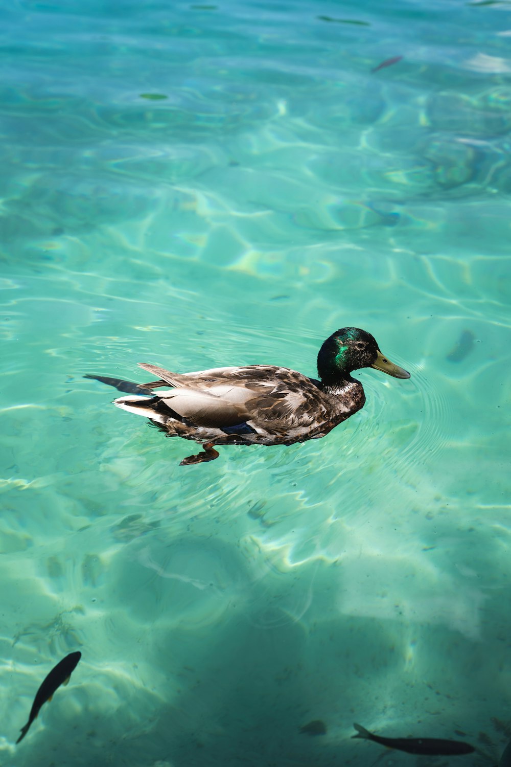 black and white duck on water