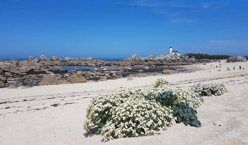 planta verde na areia branca perto do corpo de água durante o dia