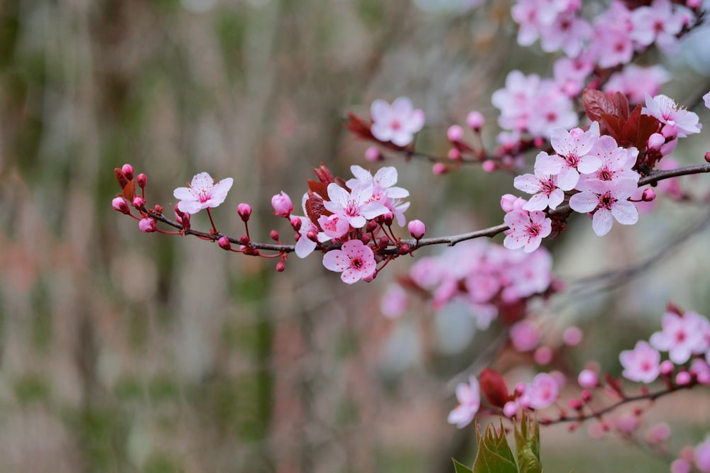 pink cherry blossom in close up photography