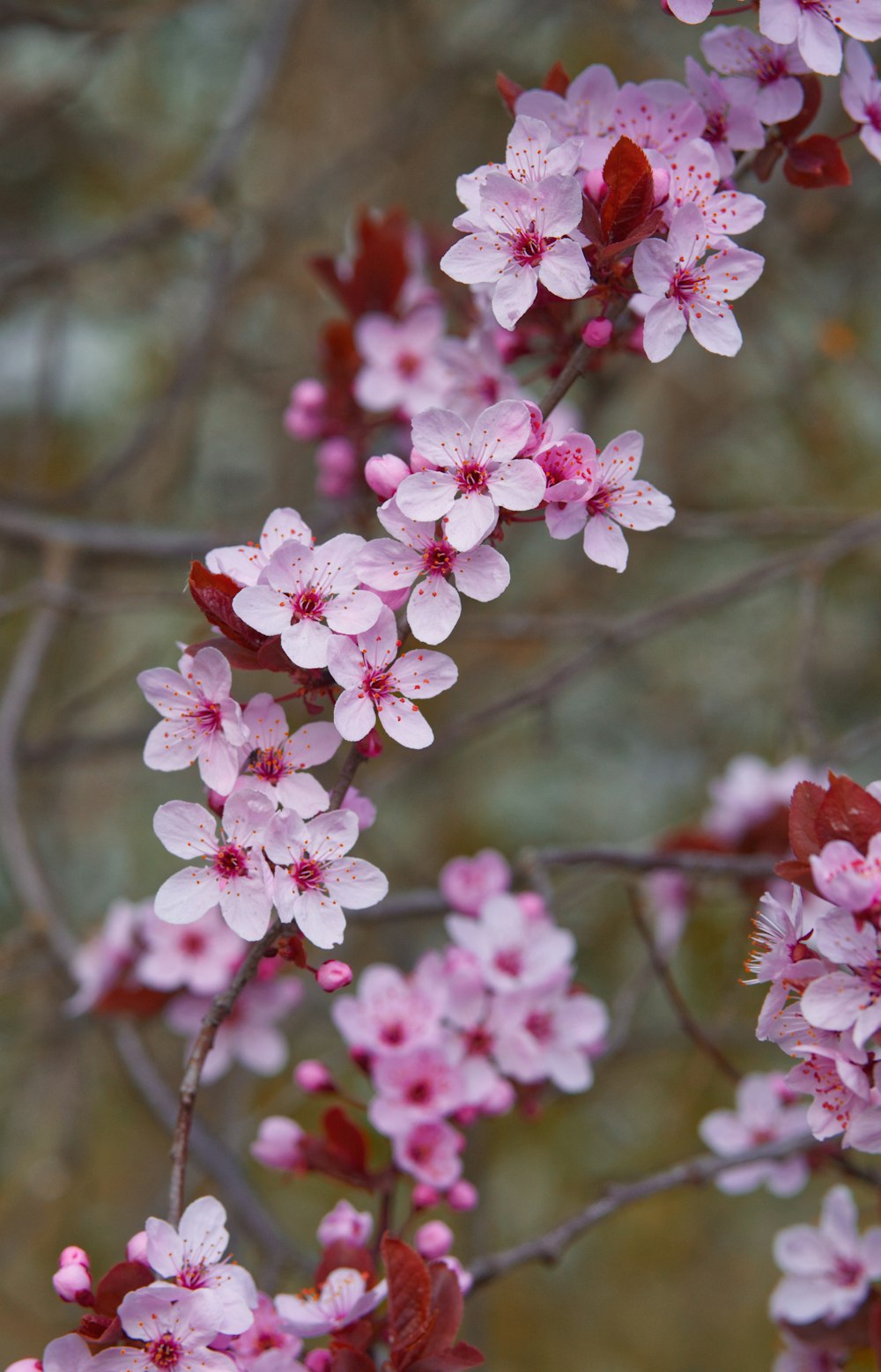 pink and white flowers in tilt shift lens