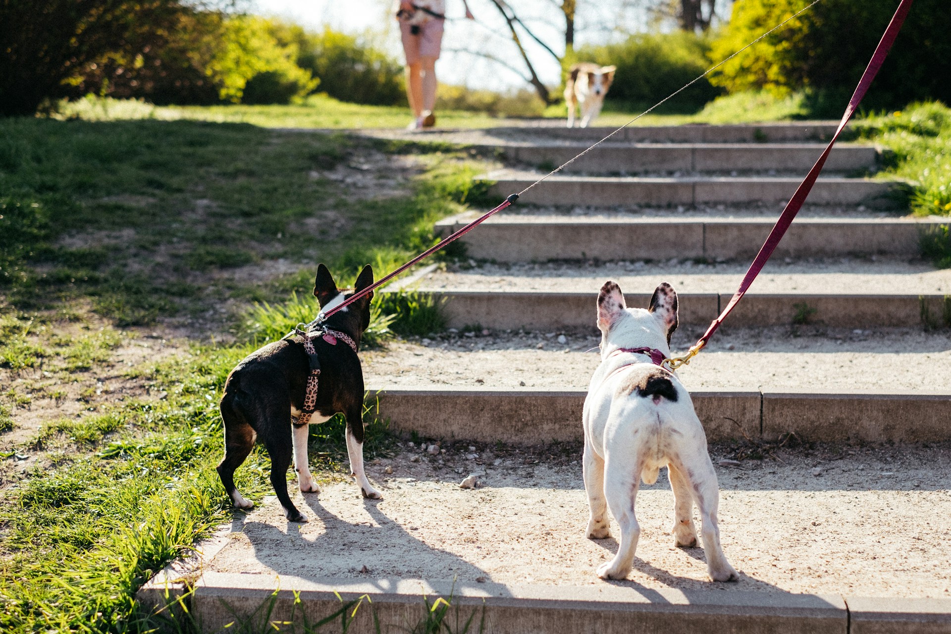 white and black short coated dog on gray concrete pavement during daytime