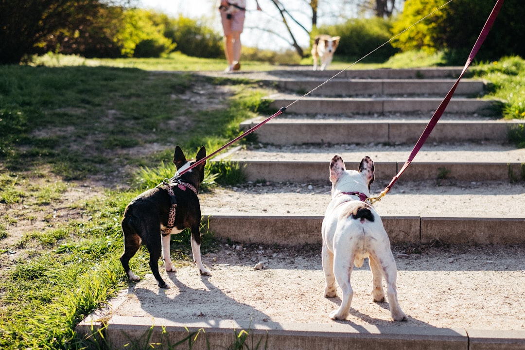 white and black short coated dog on gray concrete pavement during daytime