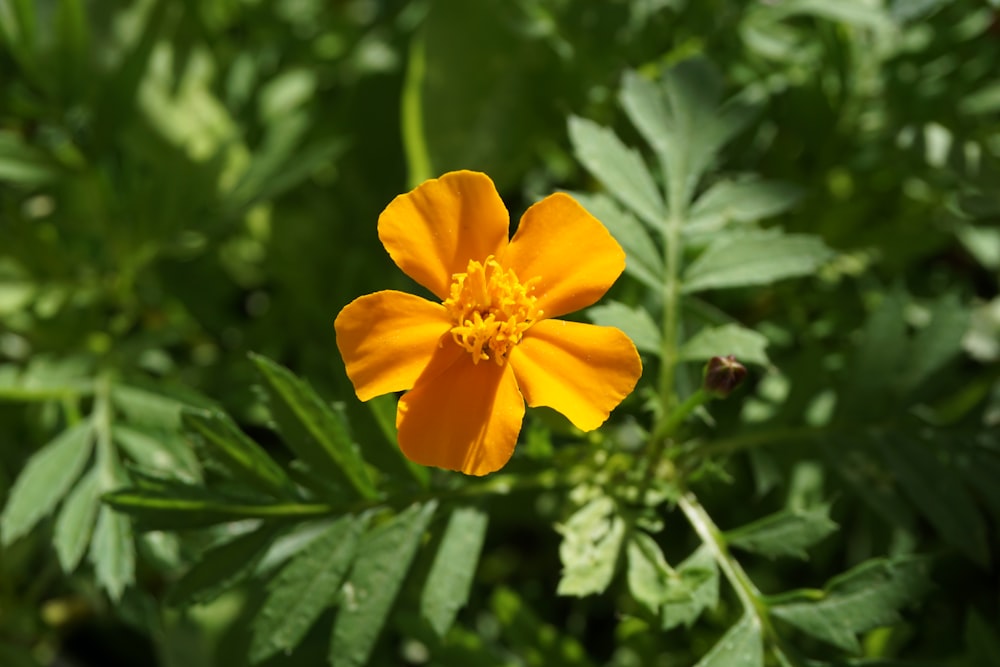 Gelbe Blume in Tilt Shift Linse