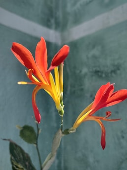 Close-up of Flower Jimmy’s flower blooming vibrantly against a cheerful background.