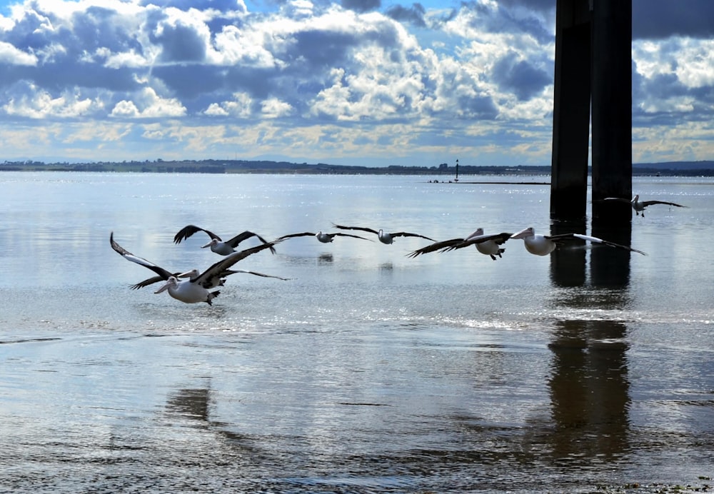 white and black bird flying over the sea during daytime