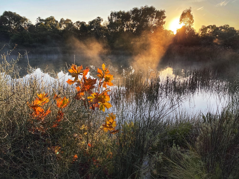 yellow flowers near body of water during daytime