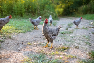 white and black chicken on green grass during daytime