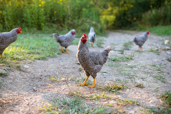 white and black chicken on green grass during daytime