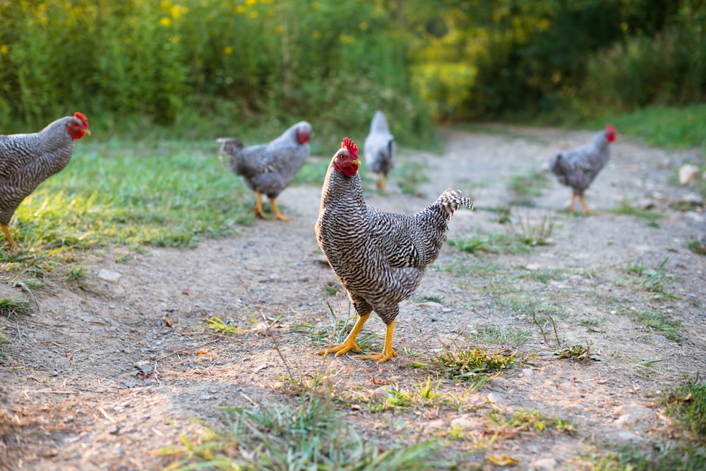 white and black chicken on green grass during daytime