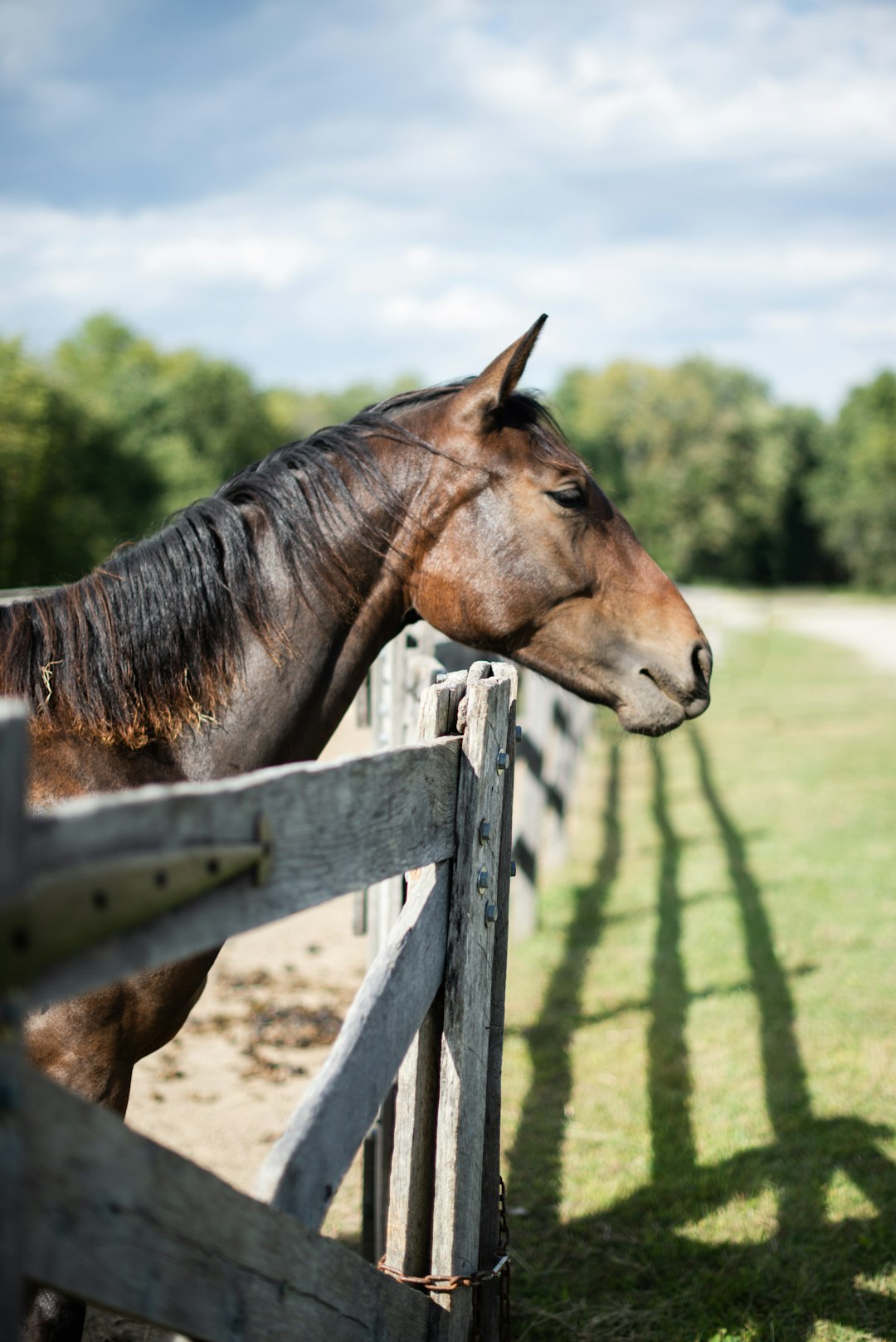 brown horse on brown wooden fence during daytime