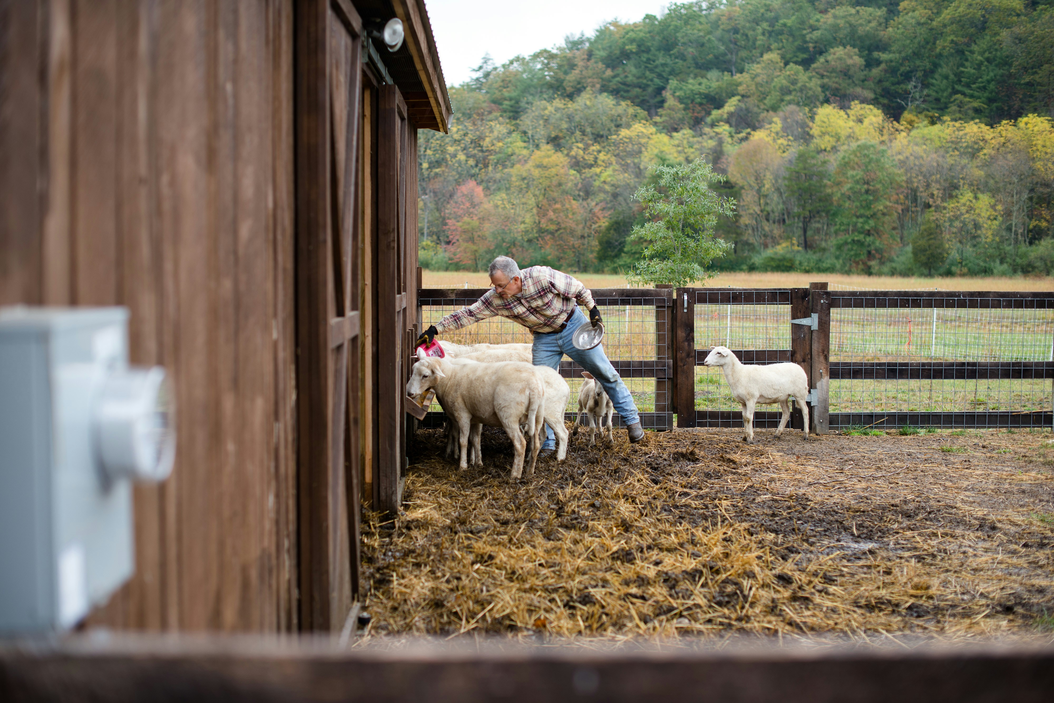 woman in gray jacket standing beside white sheep during daytime, 