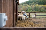 woman in gray jacket standing beside white sheep during daytime