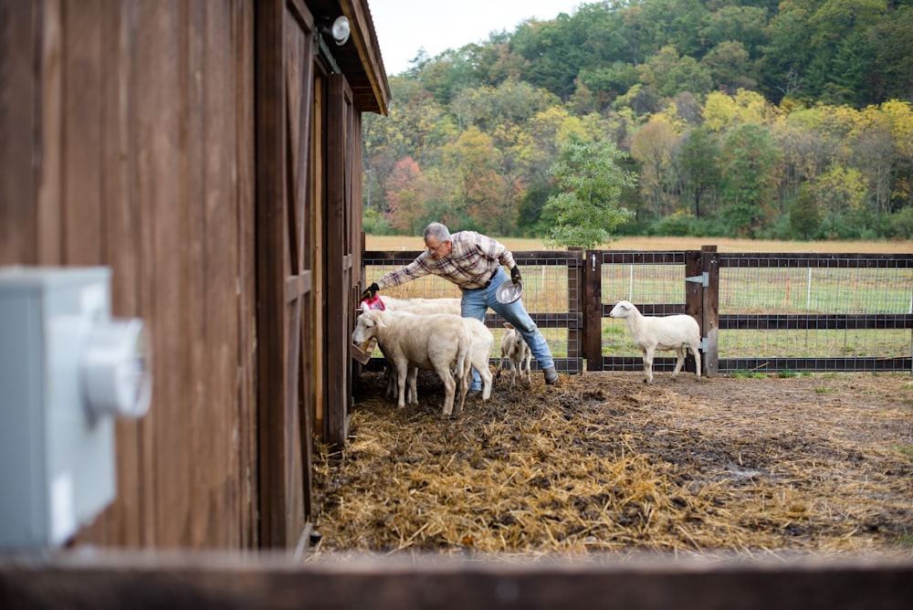 woman in gray jacket standing beside white sheep during daytime