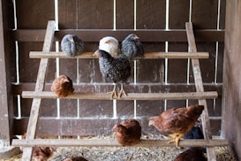 Several chickens are perched on a wooden ladder-like structure inside a rustic coop. The background consists of dark brown wooden planks, adding to the farm or rural setting. Both light and dark feathered chickens are visible, with colors ranging from white to brown to black.