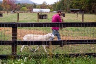 man and woman standing on green grass field with white sheep during daytime