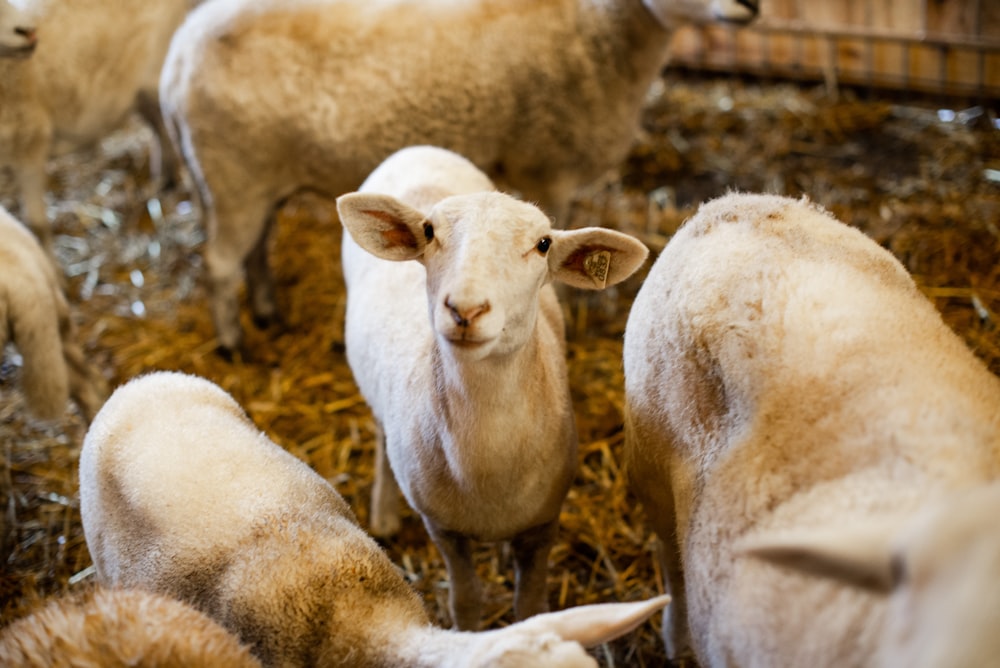 herd of sheep on brown field during daytime