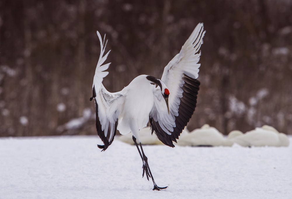 white and black bird on brown wooden surface