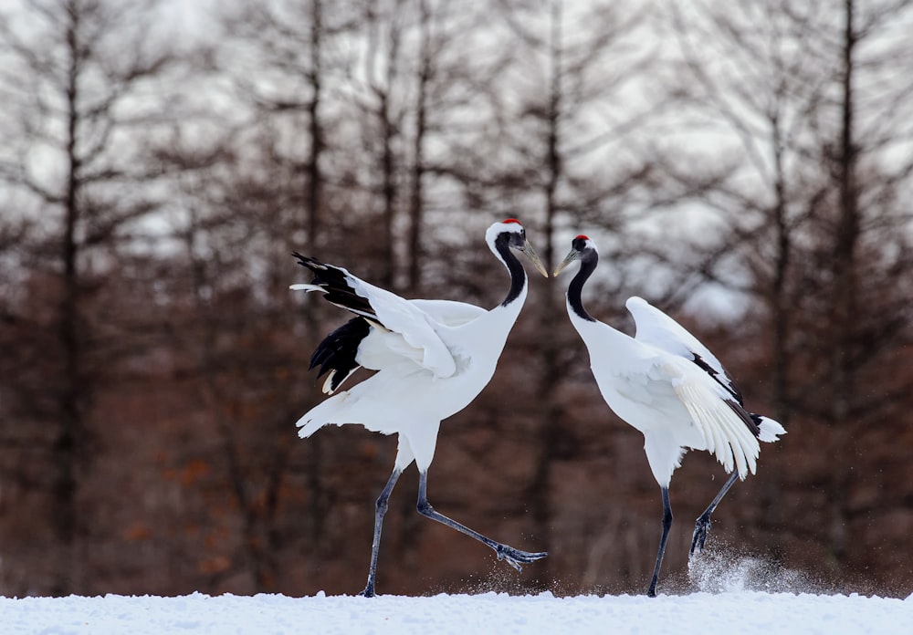 雪に覆われた地面に白い鳥