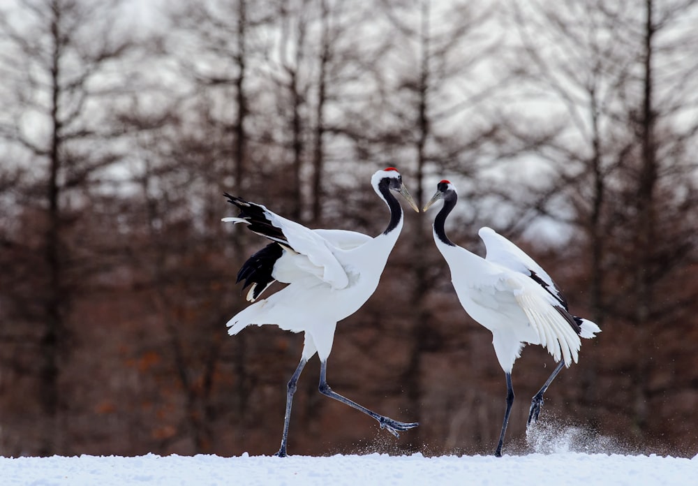 white bird on snow covered ground