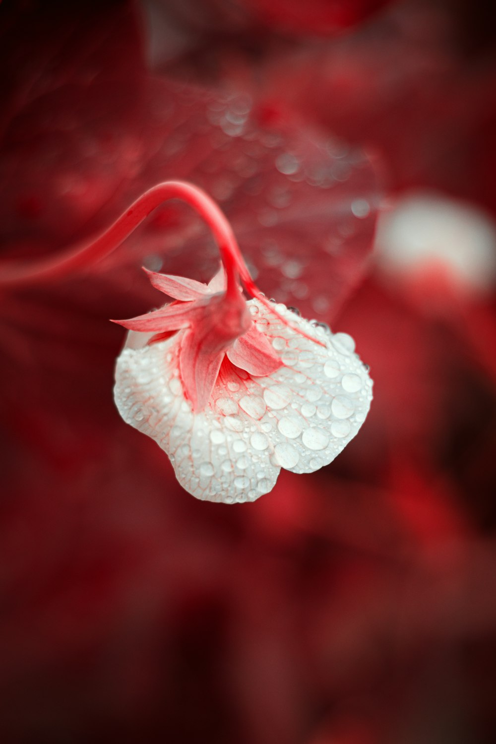 white flower in macro lens