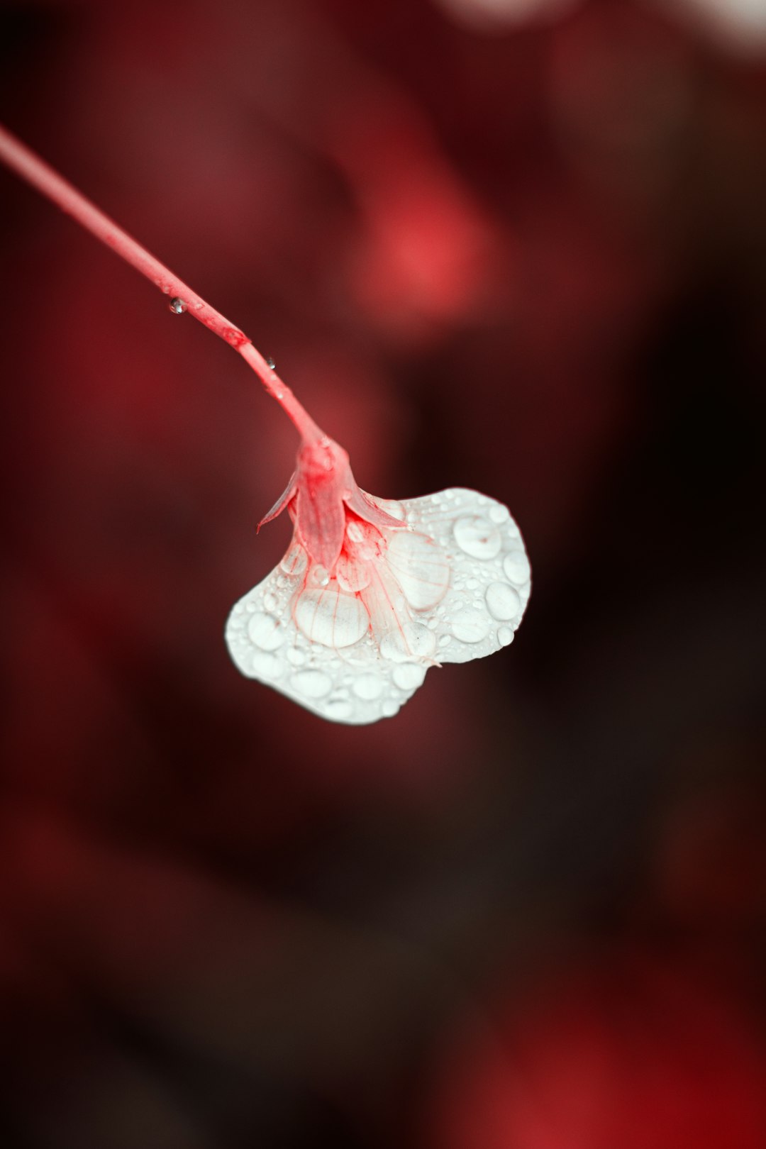 white and pink flower bud in macro lens photography