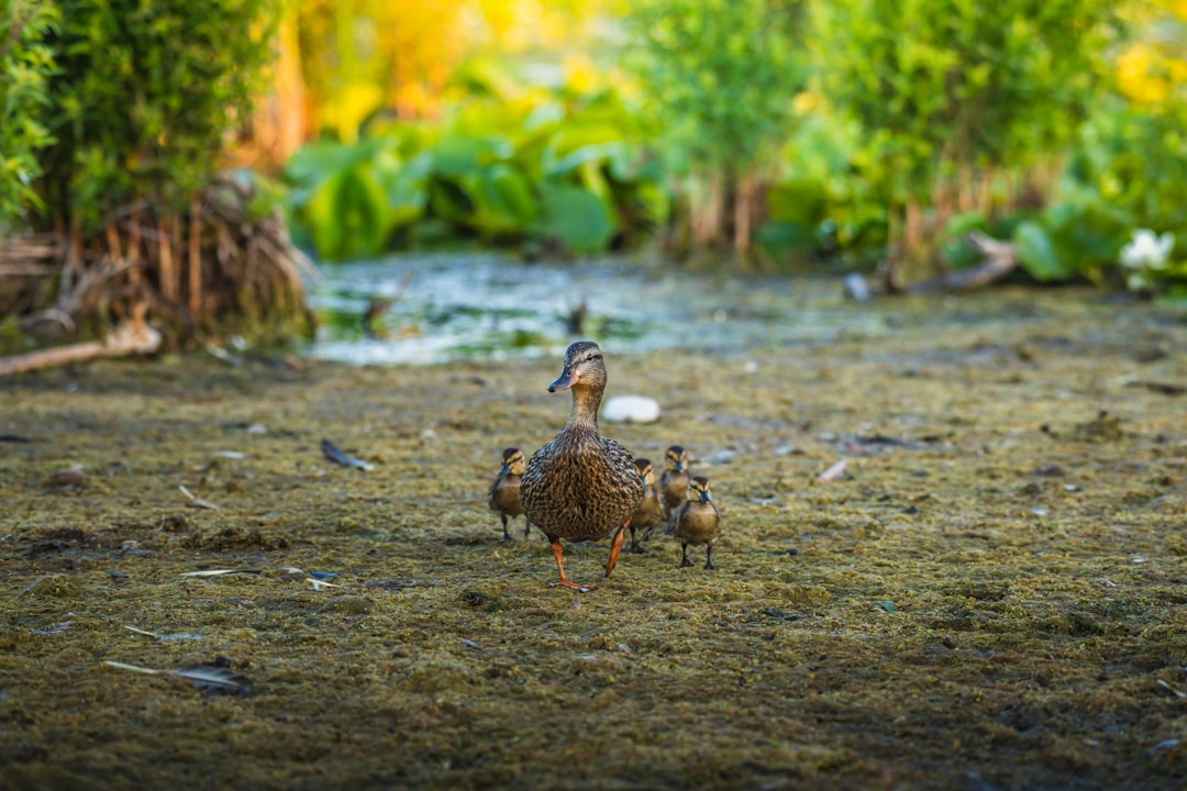 brown duck and ducklings on gray dirt ground during daytime