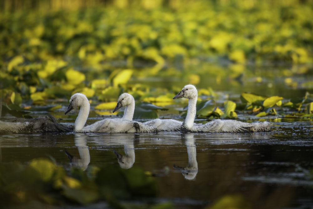 white swan on water during daytime