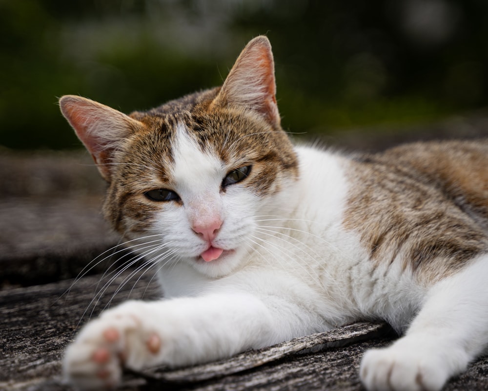 white and brown tabby cat lying on gray concrete surface