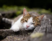 brown and white cat lying on ground