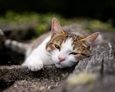 brown and white cat lying on ground