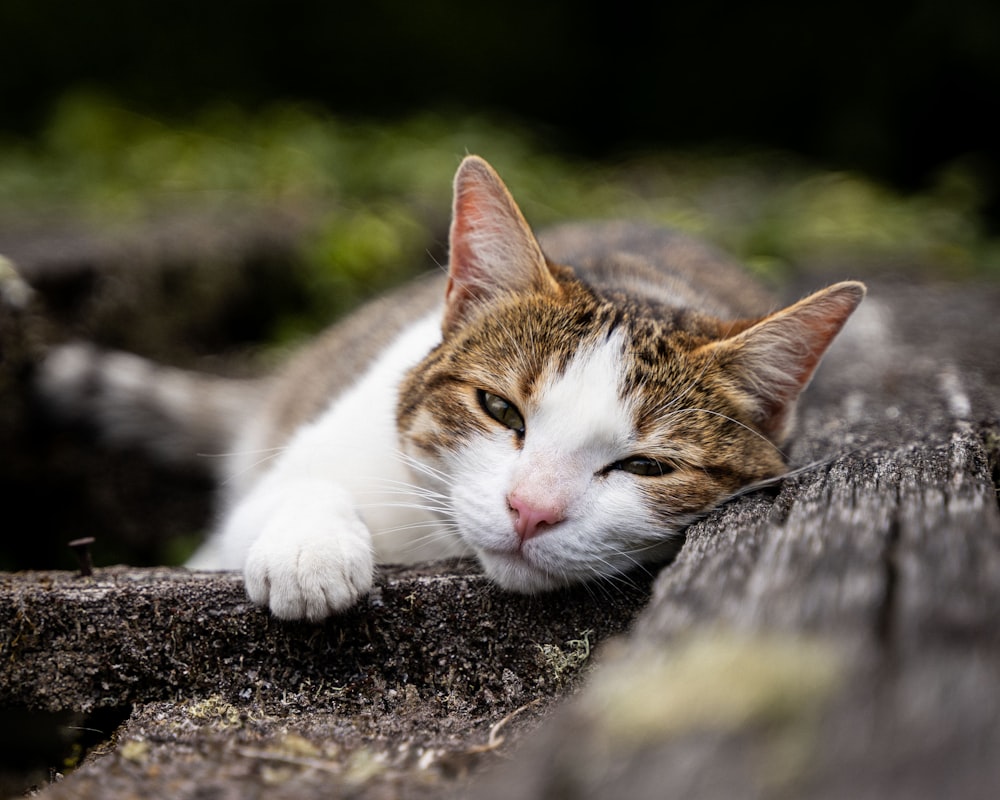 地面に横たわる茶色と白の猫