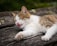 white and brown cat lying on gray wooden surface