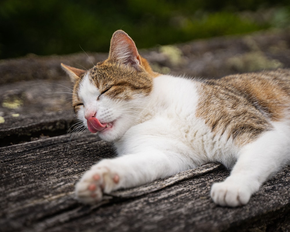 gatto bianco e marrone sdraiato su una superficie di legno grigia