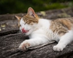 white and brown cat lying on gray wooden surface