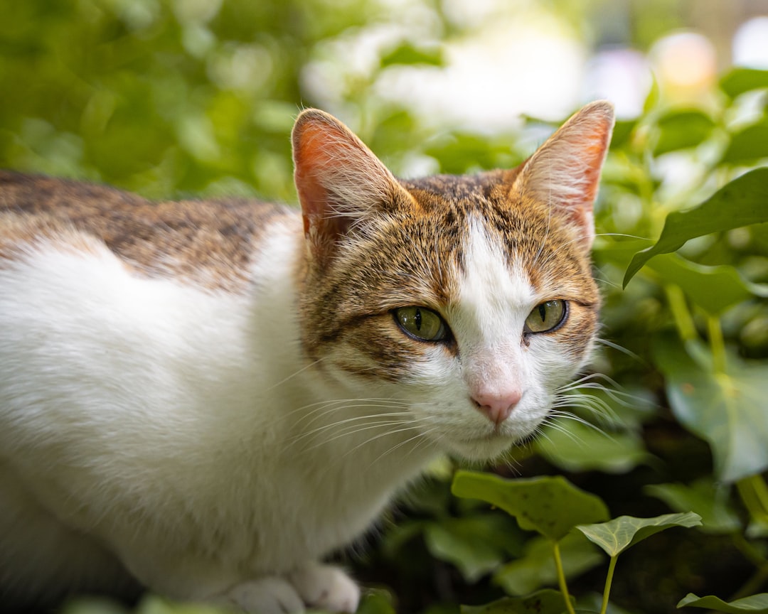 brown and white cat on green plant