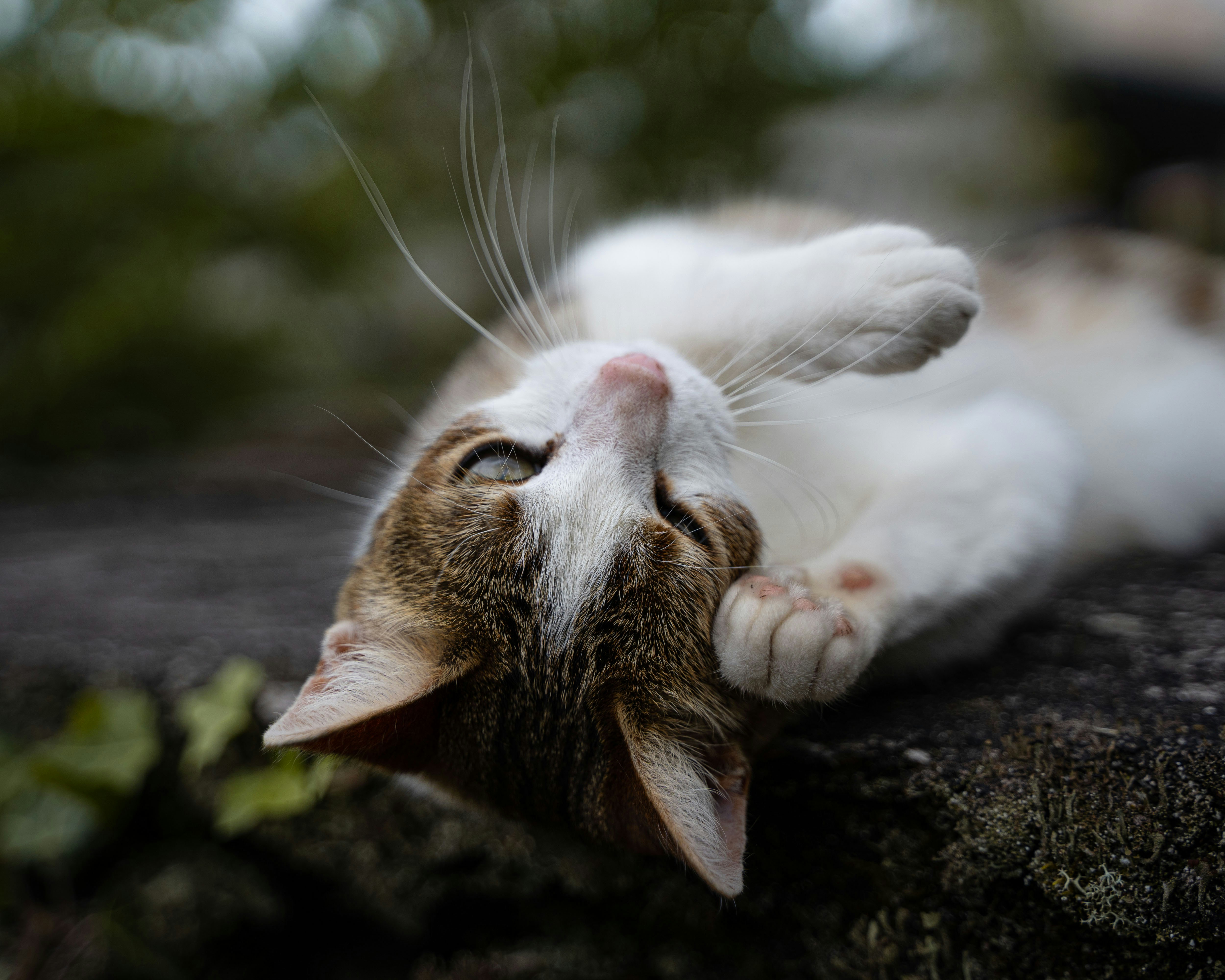 Photo by moanarchives