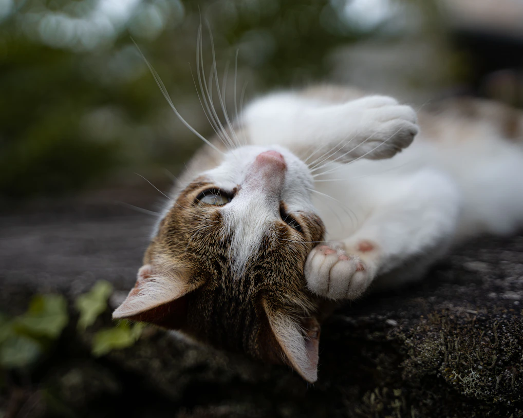 white and brown cat on brown tree