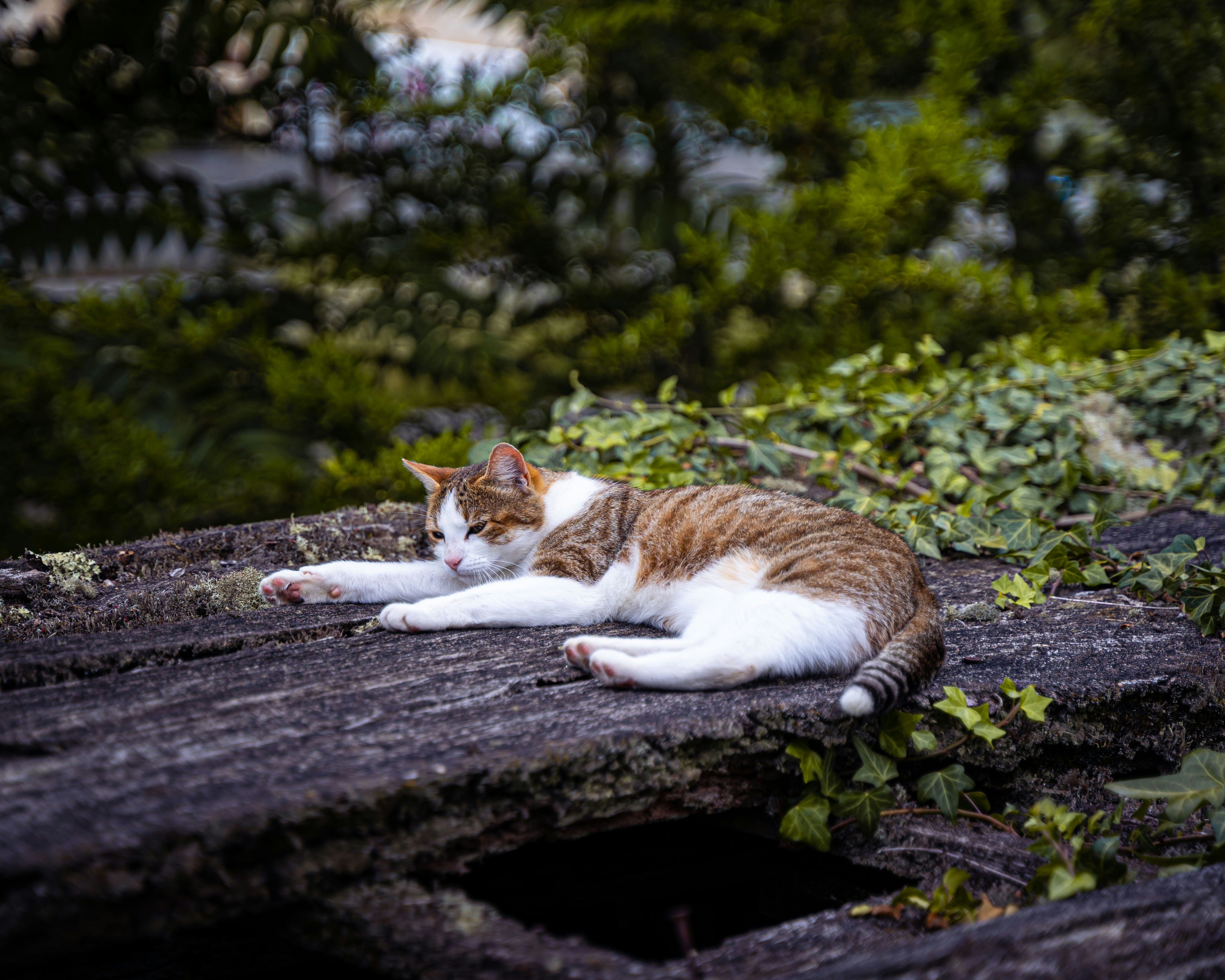 Boca junior maillot bbva