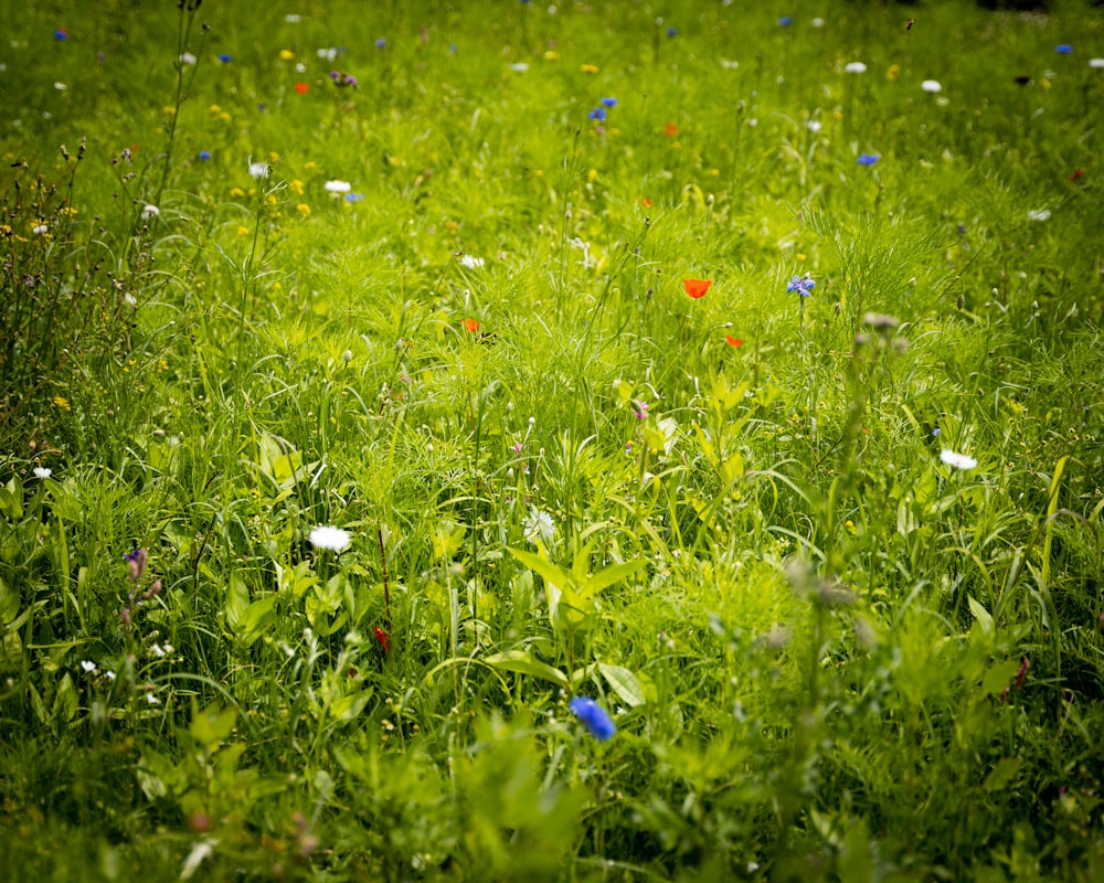 flores rojas y blancas en un campo de hierba verde