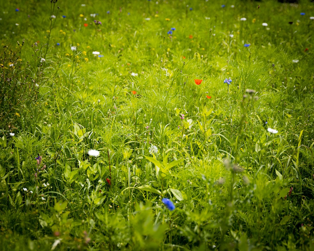 red and white flowers on green grass field