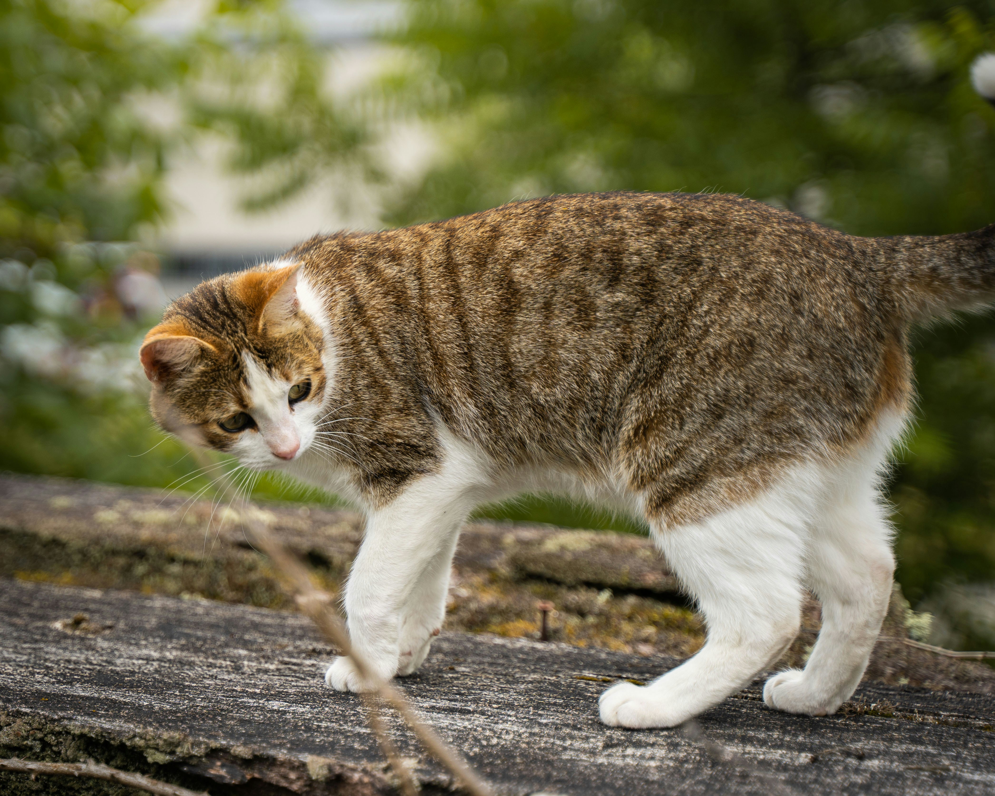 The Breeding Misconceptions That Harm the Industry (image credits: unsplash)