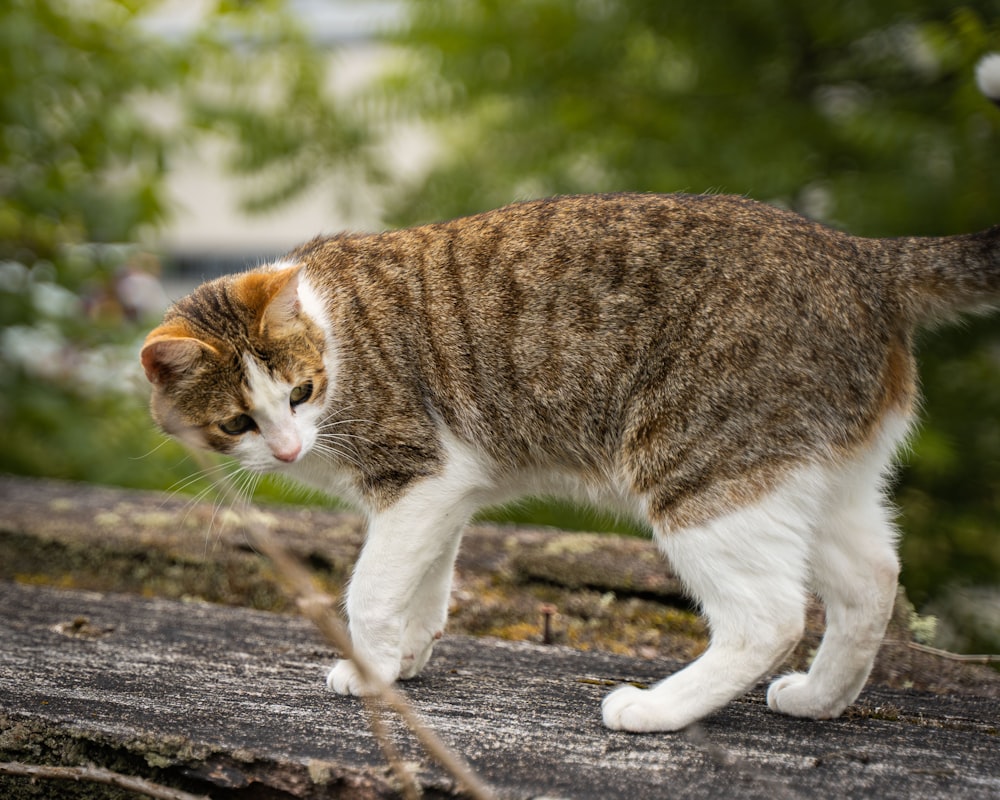 brown and white tabby cat on gray concrete pavement